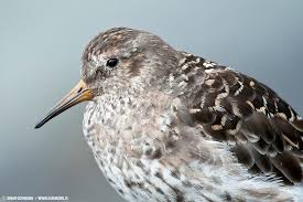 Attēlu rezultāti vaicājumam “Calidris maritima”