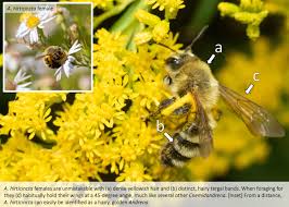 Attēlu rezultāti vaicājumam “Abietinella abietina var. hystricosa”