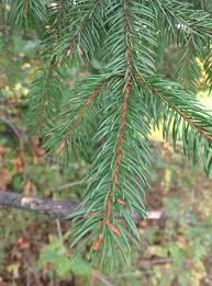 Attēlu rezultāti vaicājumam “Picea abies”