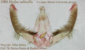 Attēlu rezultāti vaicājumam “Hedya salicella”