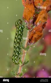 Attēlu rezultāti vaicājumam “Anarta myrtilli larva”