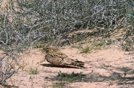 Image result for Caprimulgus aegyptius