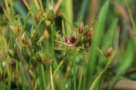 Attēlu rezultāti vaicājumam “Juncus capitatus”