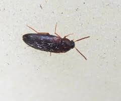 Attēlu rezultāti vaicājumam “Tetratomidae”