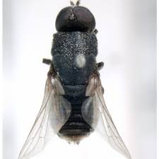 Attēlu rezultāti vaicājumam “Metatrichia sp.”