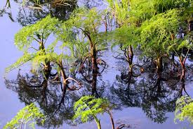 Attēlu rezultāti vaicājumam “Oenanthe aquatica”