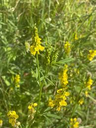 Attēlu rezultāti vaicājumam “Melilotus officinalis flower”