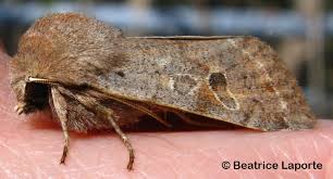 Attēlu rezultāti vaicājumam “Orthosia sp.”