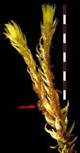 Attēlu rezultāti vaicājumam “Pseudocalliergon turgescens”