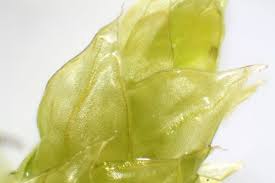 Attēlu rezultāti vaicājumam “Antitrichia curtipendula macro”