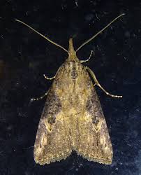 Attēlu rezultāti vaicājumam “Hoplia parvula imago”