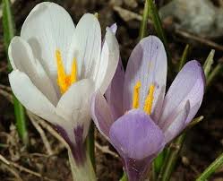Attēlu rezultāti vaicājumam “Crocus vernus subsp. vernus flower”