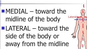 Image result for body midline