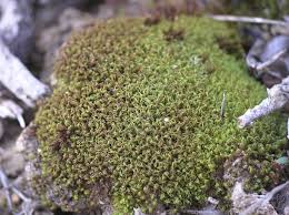 Attēlu rezultāti vaicājumam “Tortella inclinata”