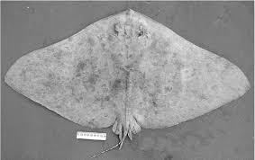 Image result for Gymnura altavela