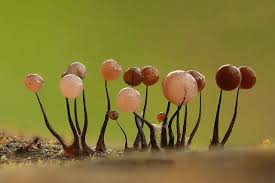 Attēlu rezultāti vaicājumam “Colloderma oculatum macro”