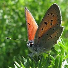 Attēlu rezultāti vaicājumam “Lycaena hippothoe”