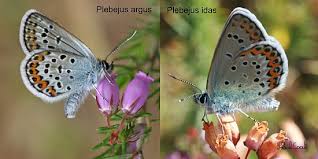 Attēlu rezultāti vaicājumam “Plebejus argus / Plebejus idas”