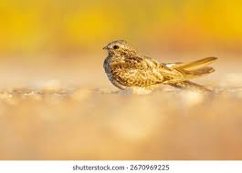 Image result for Chordeiles minor