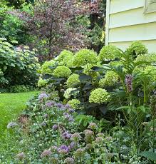 Attēlu rezultāti vaicājumam “Hydrangea arborescens flower”