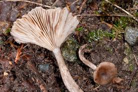 Attēlu rezultāti vaicājumam “Barbeyella minutissima spores”