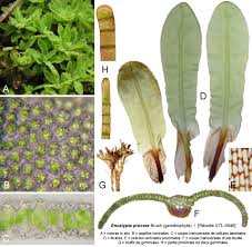 Attēlu rezultāti vaicājumam “Encalypta”