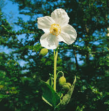 Image result for Meconopsis betonicifolia alba