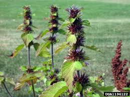 Attēlu rezultāti vaicājumam “Galeopsis tetrahit”