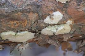 Attēlu rezultāti vaicājumam “Diplomitoporus flavescens”