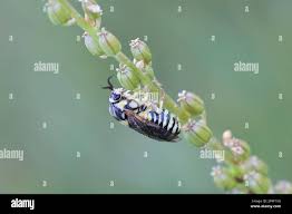 Attēlu rezultāti vaicājumam “Diprion pini female”
