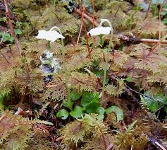 Attēlu rezultāti vaicājumam “Hylocomium splendens sporophyte”