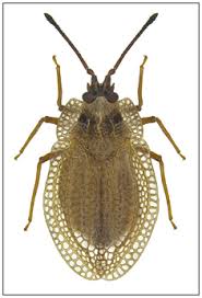 Attēlu rezultāti vaicājumam “Acalypta carinata”