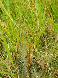 Attēlu rezultāti vaicājumam “Sparganium erectum aggr. leaf”