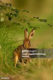 Attēlu rezultāti vaicājumam “Lepus europaeus adult”