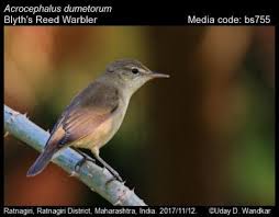 Attēlu rezultāti vaicājumam “Acrocephalus dumetorum”