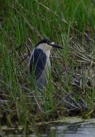 Attēlu rezultāti vaicājumam “Nycticorax nycticorax adult”