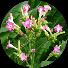 Attēlu rezultāti vaicājumam “Nicotiana tabacum flower”
