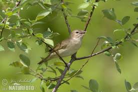 Attēlu rezultāti vaicājumam “Sylvia borin”