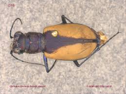 Attēlu rezultāti vaicājumam “Cicindela sylvatica imago”