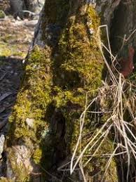 Attēlu rezultāti vaicājumam “Sciuro-hypnum”