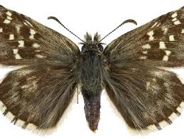 Attēlu rezultāti vaicājumam “Pyrgus alveus”