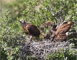 Attēlu rezultāti vaicājumam “Buteo buteo nest”