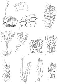 Attēlu rezultāti vaicājumam “Blepharostoma trichophyllum sporophyte”