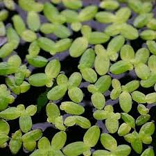 Attēlu rezultāti vaicājumam “Lemna minor”