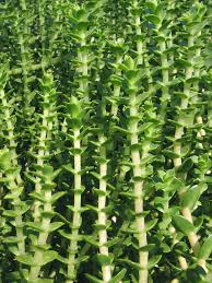 Attēlu rezultāti vaicājumam “Honckenya peploides bud”