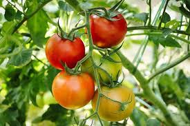 Image result for Tomate