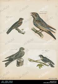 Attēlu rezultāti vaicājumam “Caprimulgus europaeus”