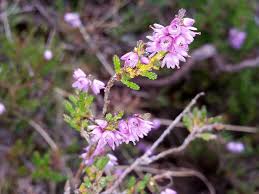 Attēlu rezultāti vaicājumam “Calluna vulgaris flower”