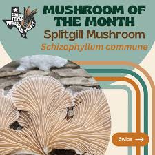 Attēlu rezultāti vaicājumam “Schizophyllum commune”