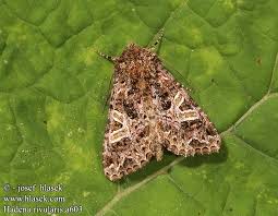 Attēlu rezultāti vaicājumam “Hadena rivularis”